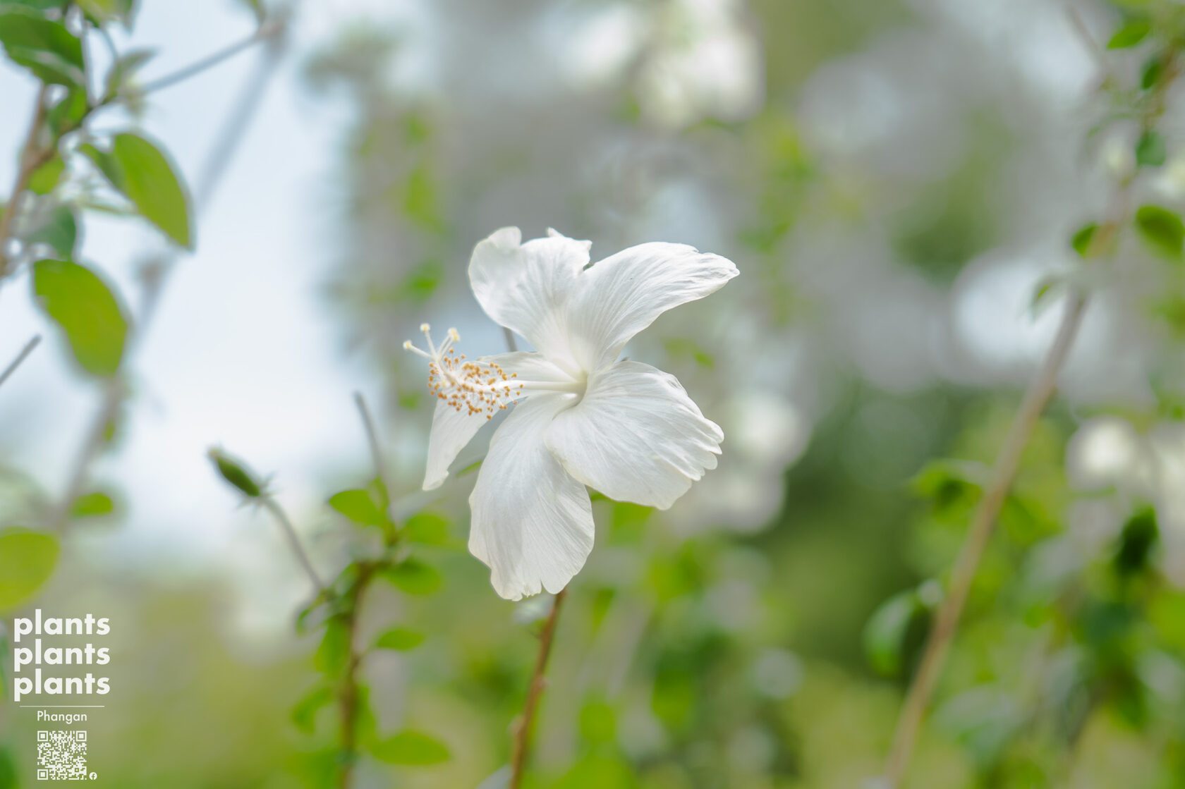 Hibiscus