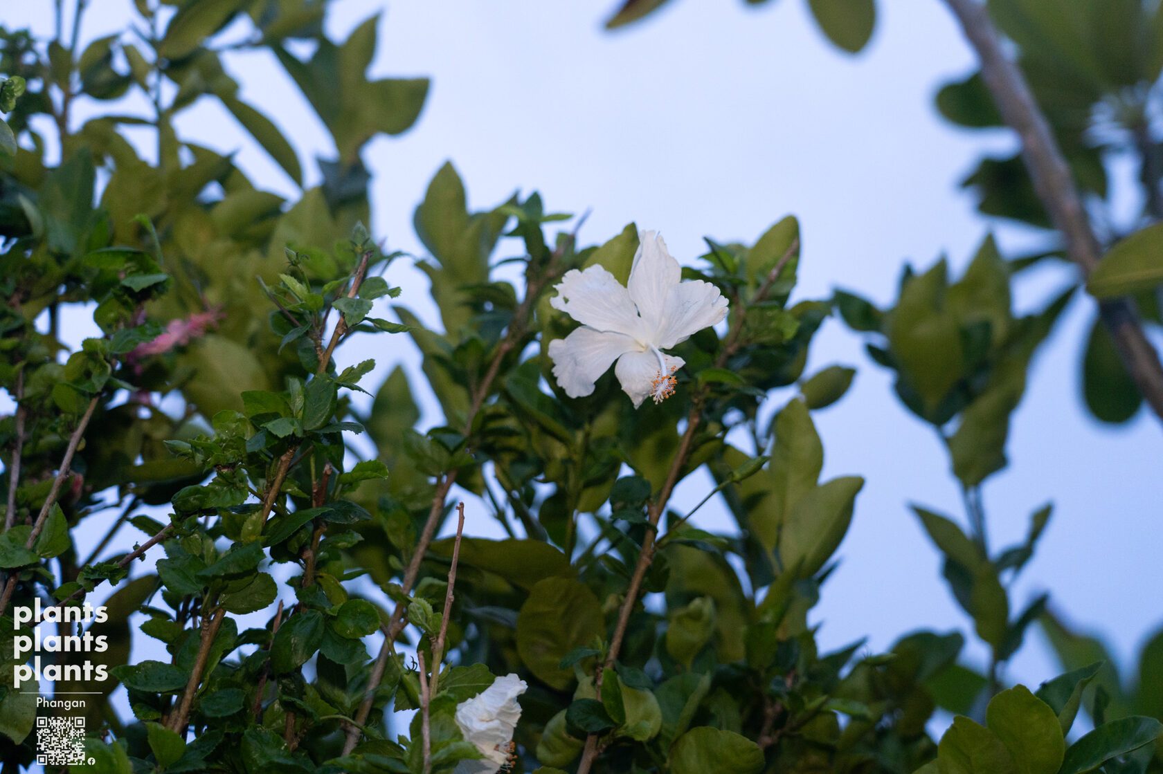 Hibiscus