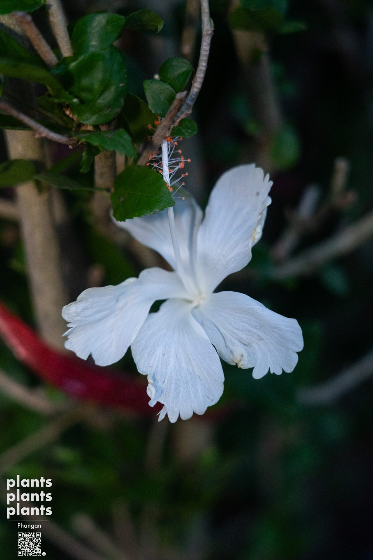 Hibiscus