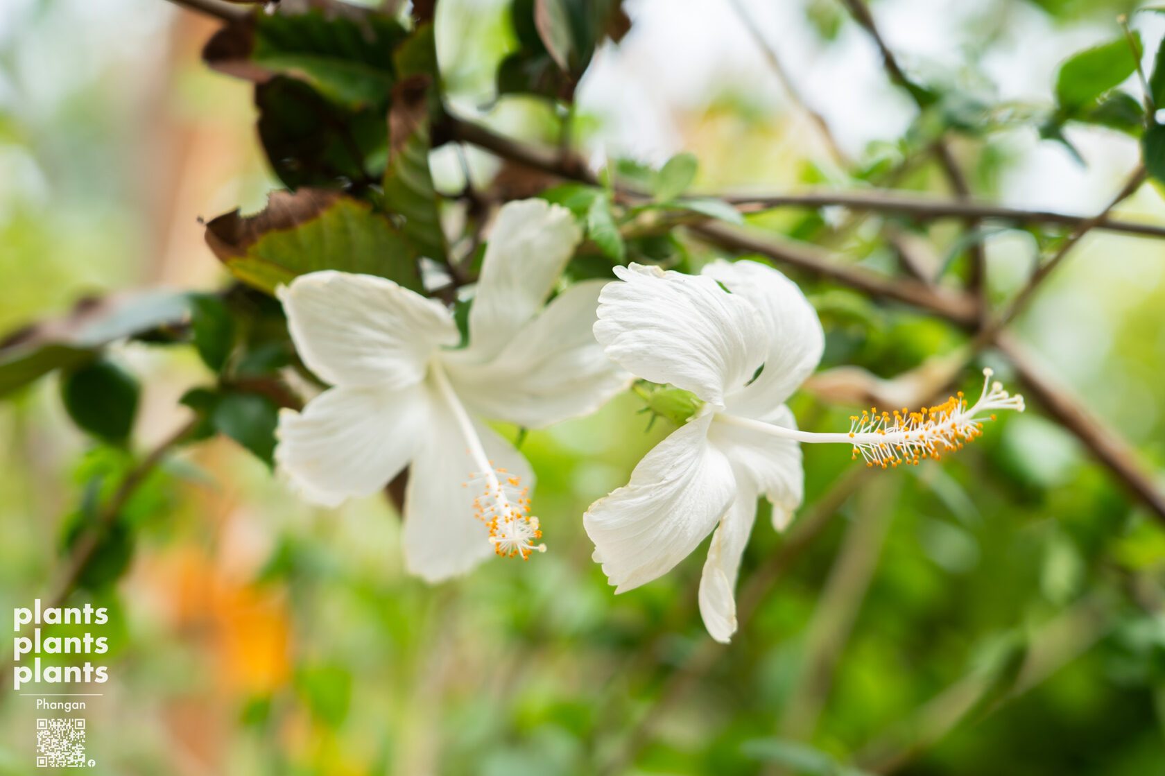 Hibiscus