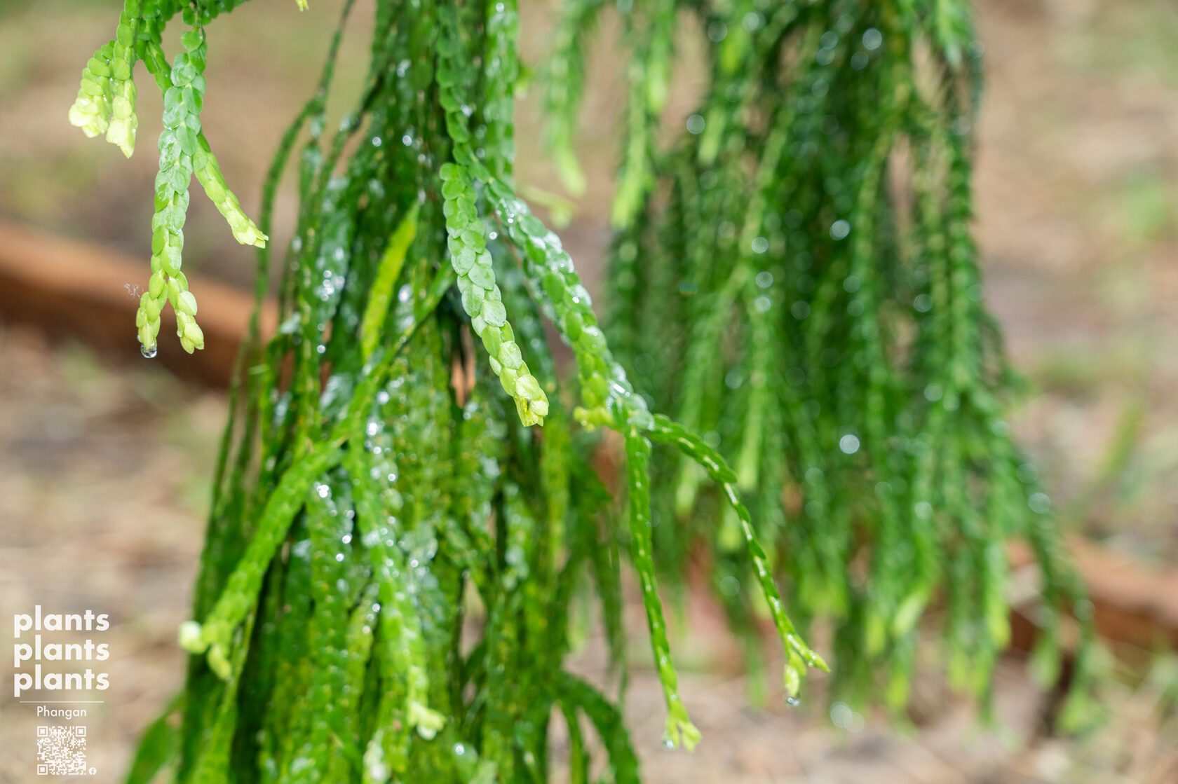Huperzia (variety of species)