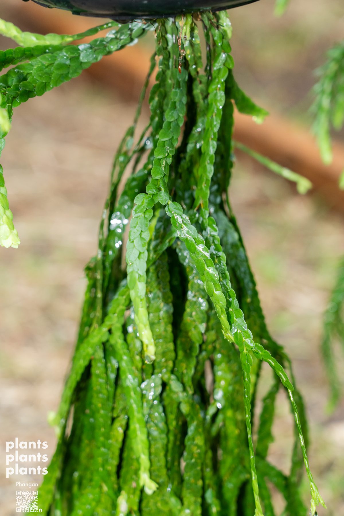 Huperzia (variety of species)