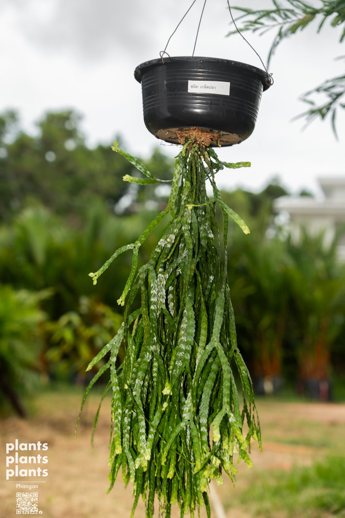 Huperzia (variety of species)