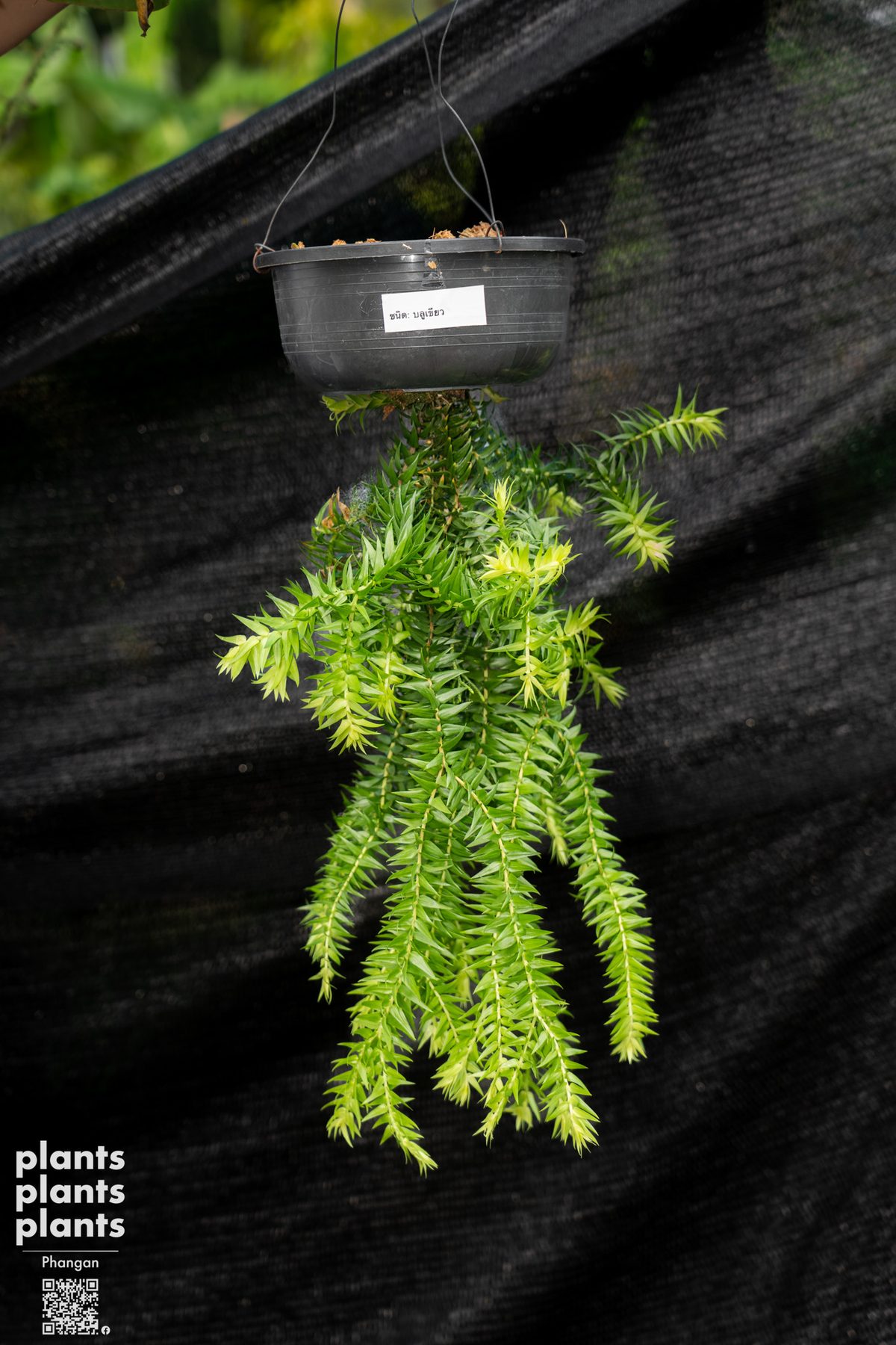 Huperzia (variety of species)