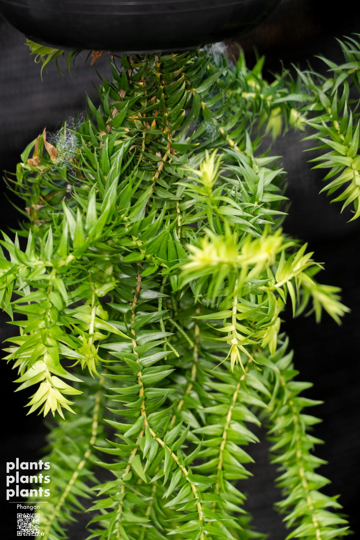 Huperzia (variety of species)