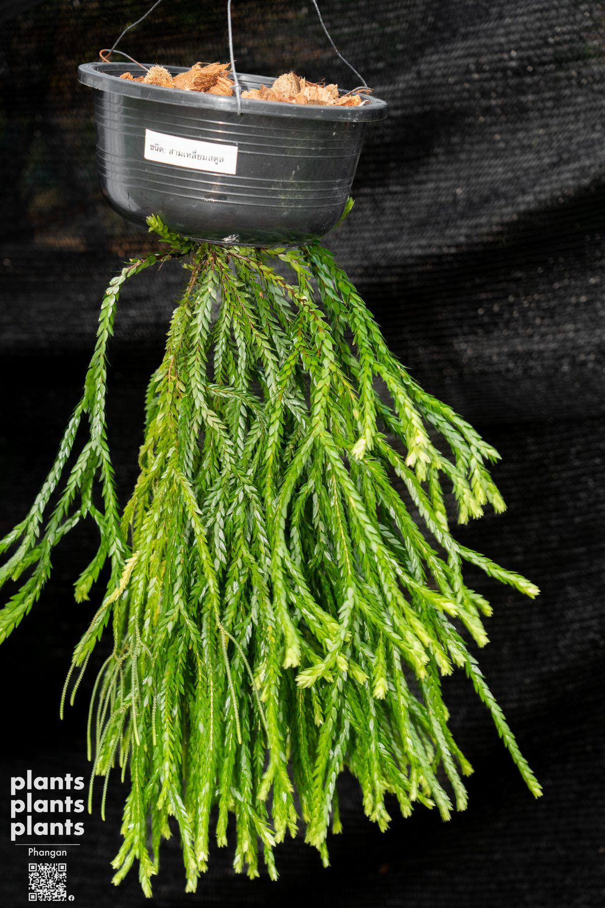 Huperzia (variety of species)