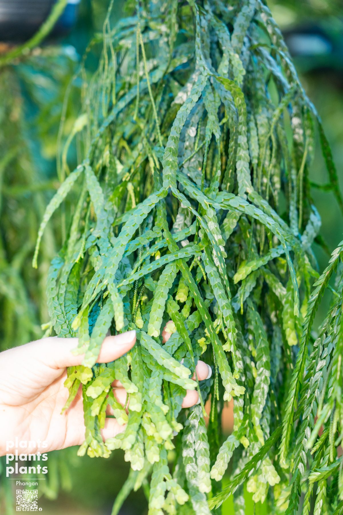 Huperzia (variety of species)
