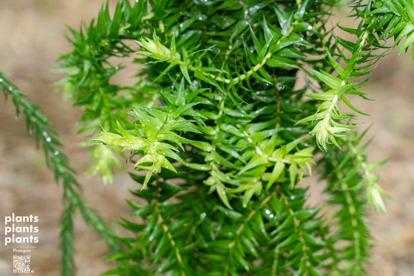 Huperzia (variety of species)
