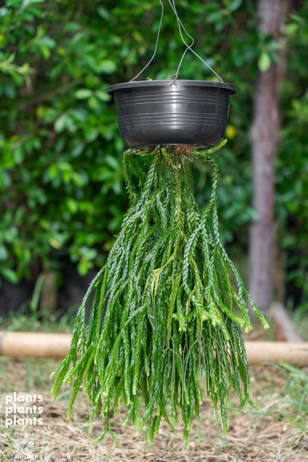Huperzia (variety of species)