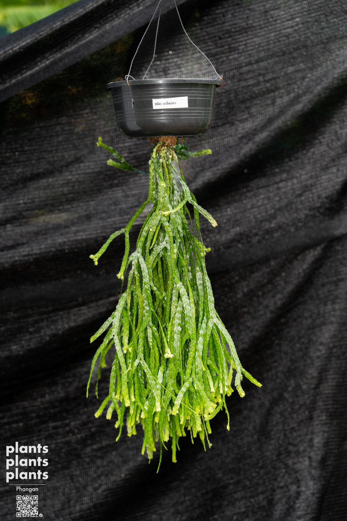 Huperzia (variety of species)