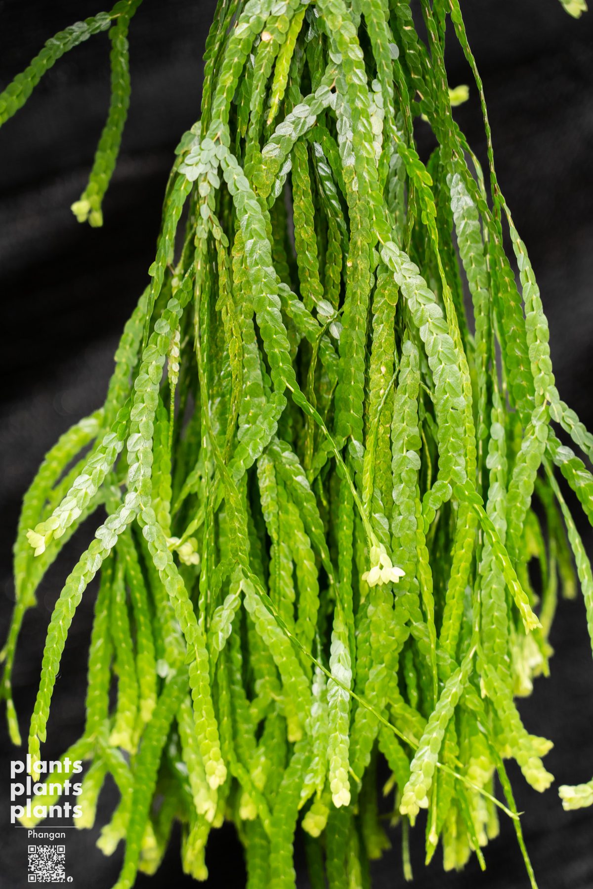 Huperzia (variety of species)