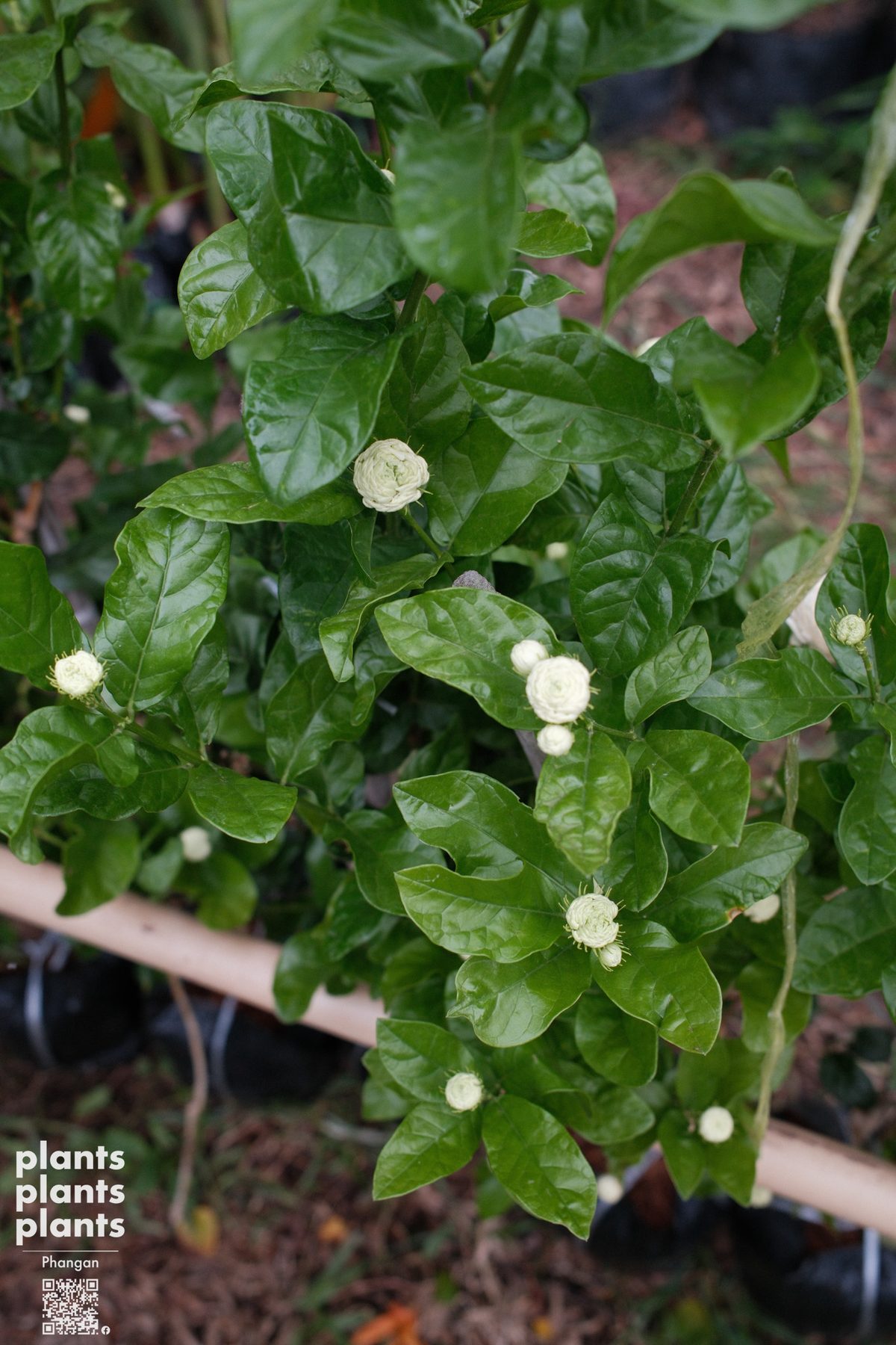 Jasmine