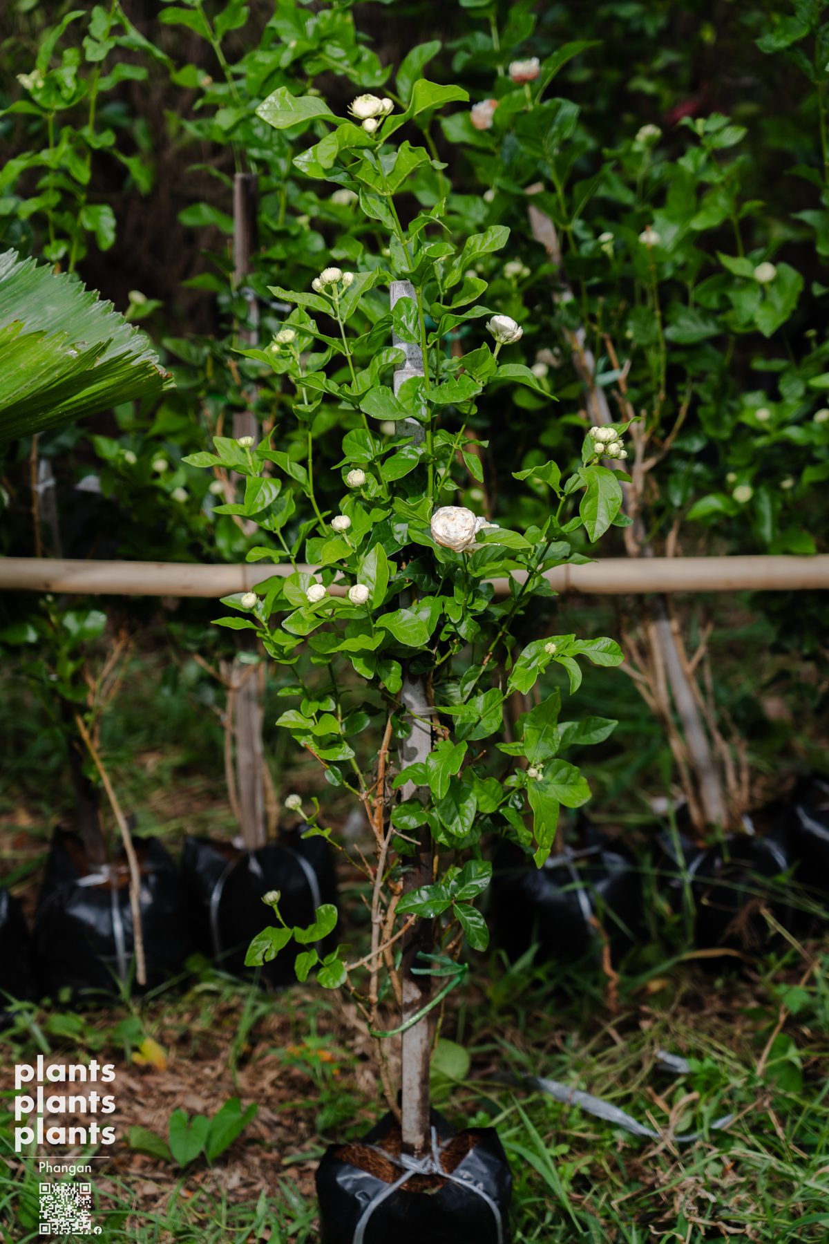 Jasmine