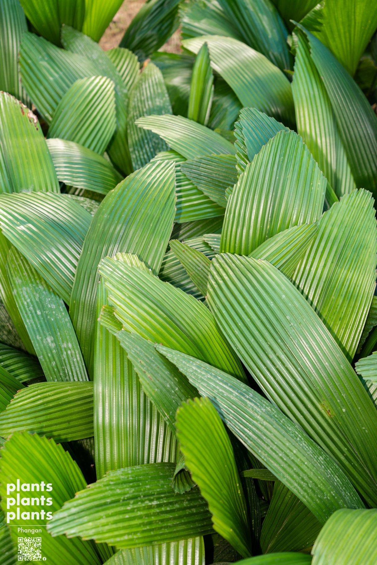 Joey palm Green