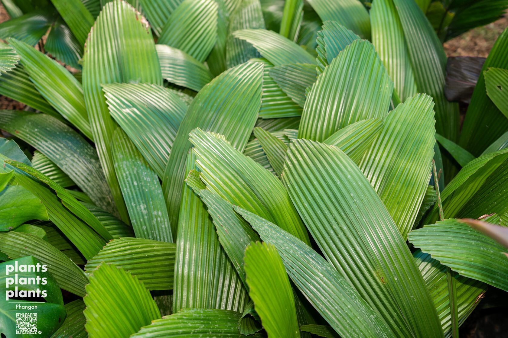 Joey palm Green