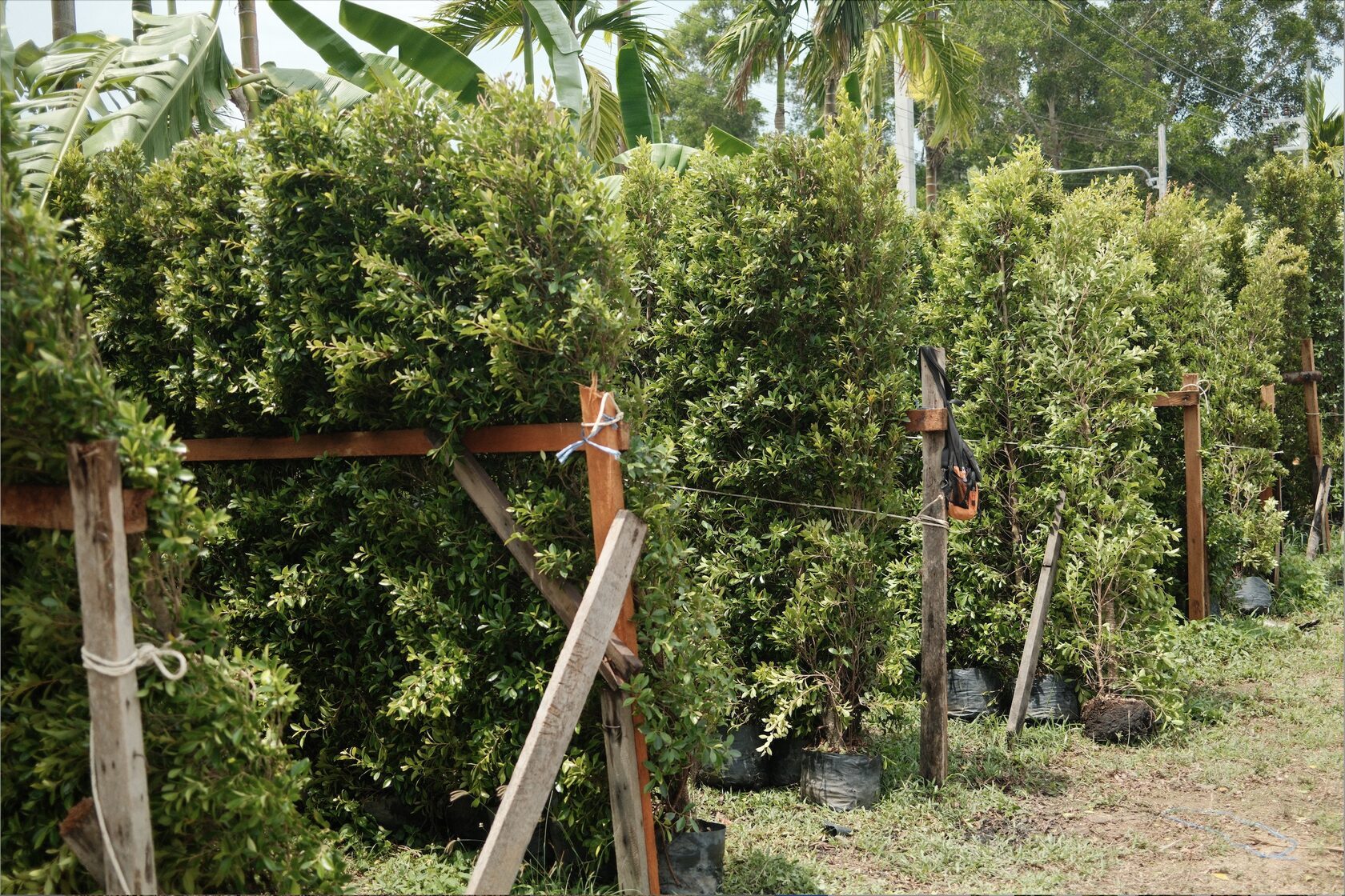 Korean Banyan