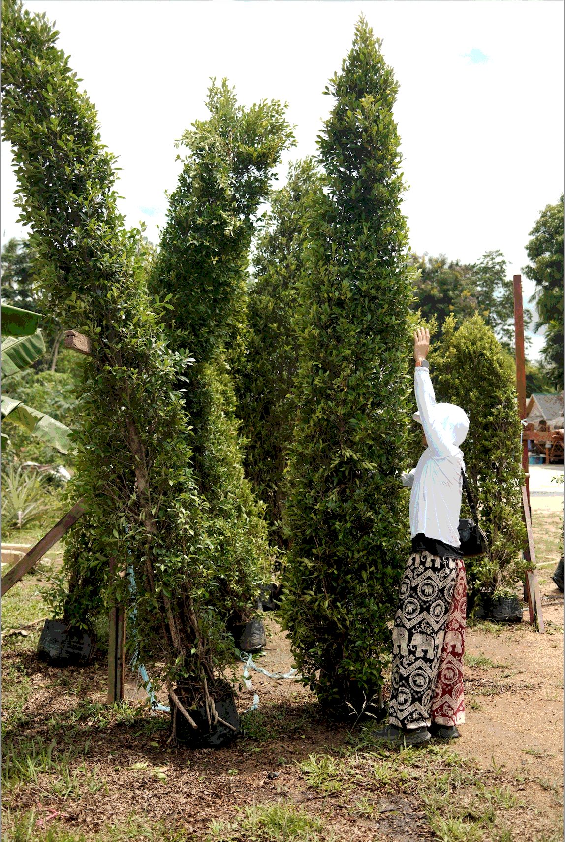 Korean Banyan