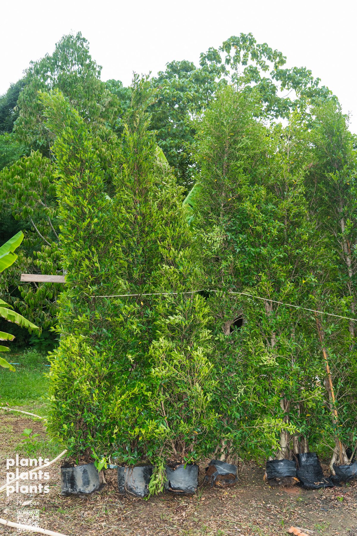 Korean Banyan