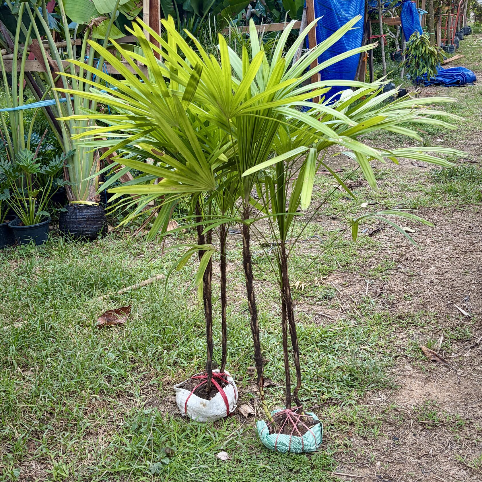 Lady Palm