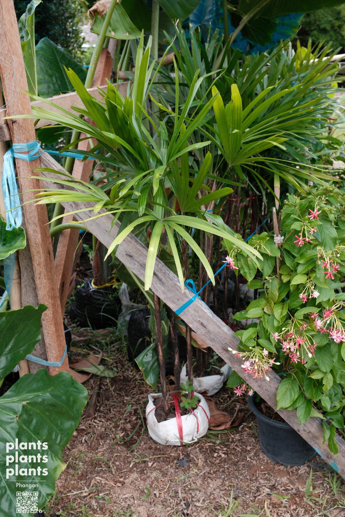 Lady Palm