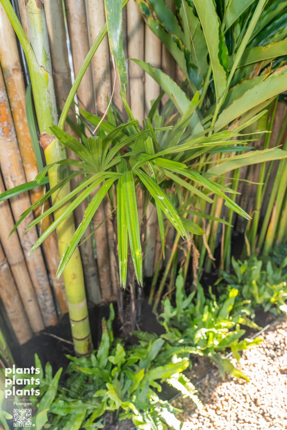 Lady Palm