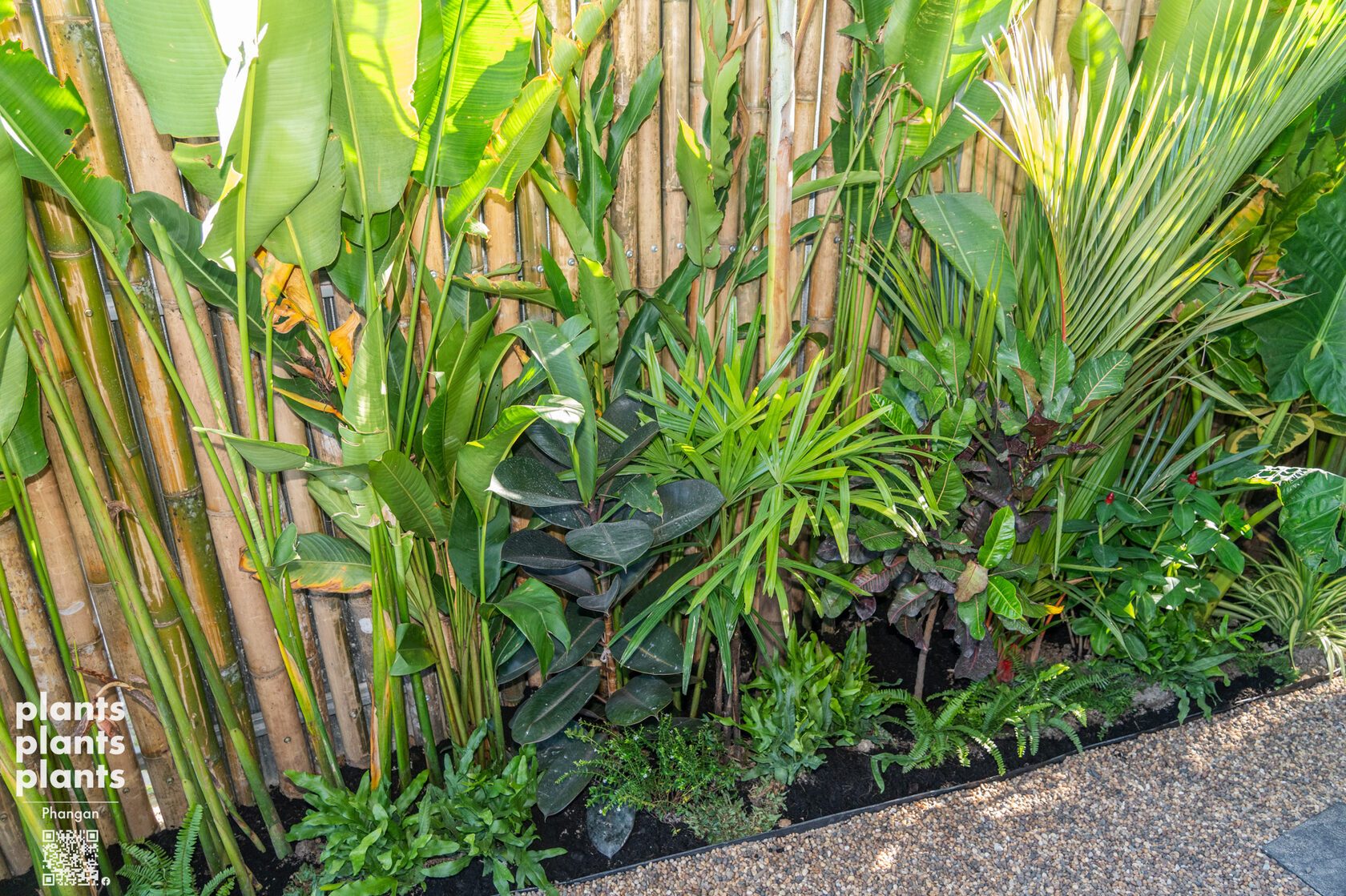 Lady Palm