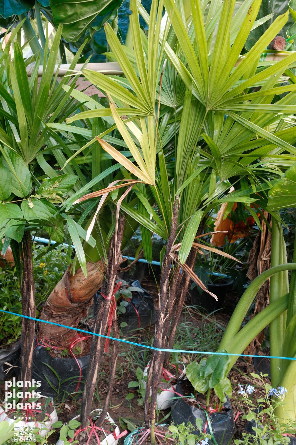 Lady Palm