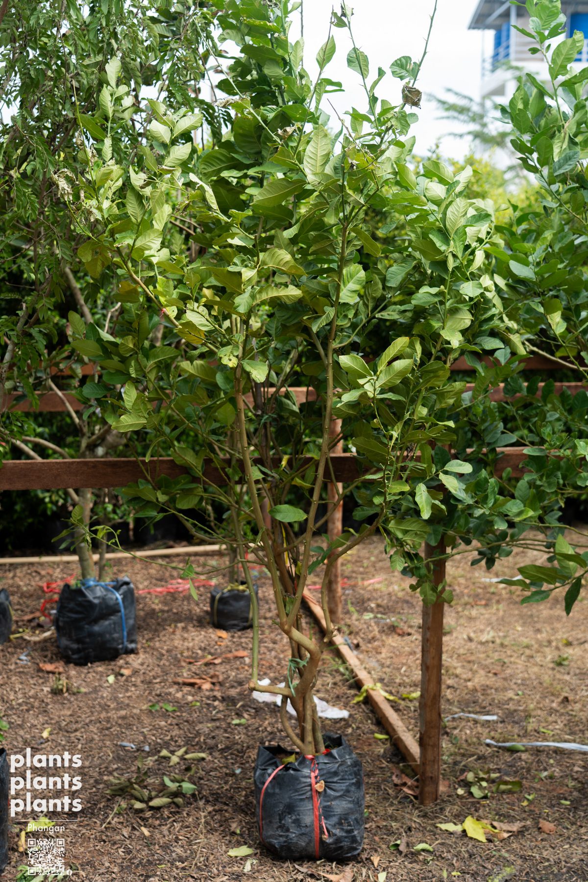 Lemon tree