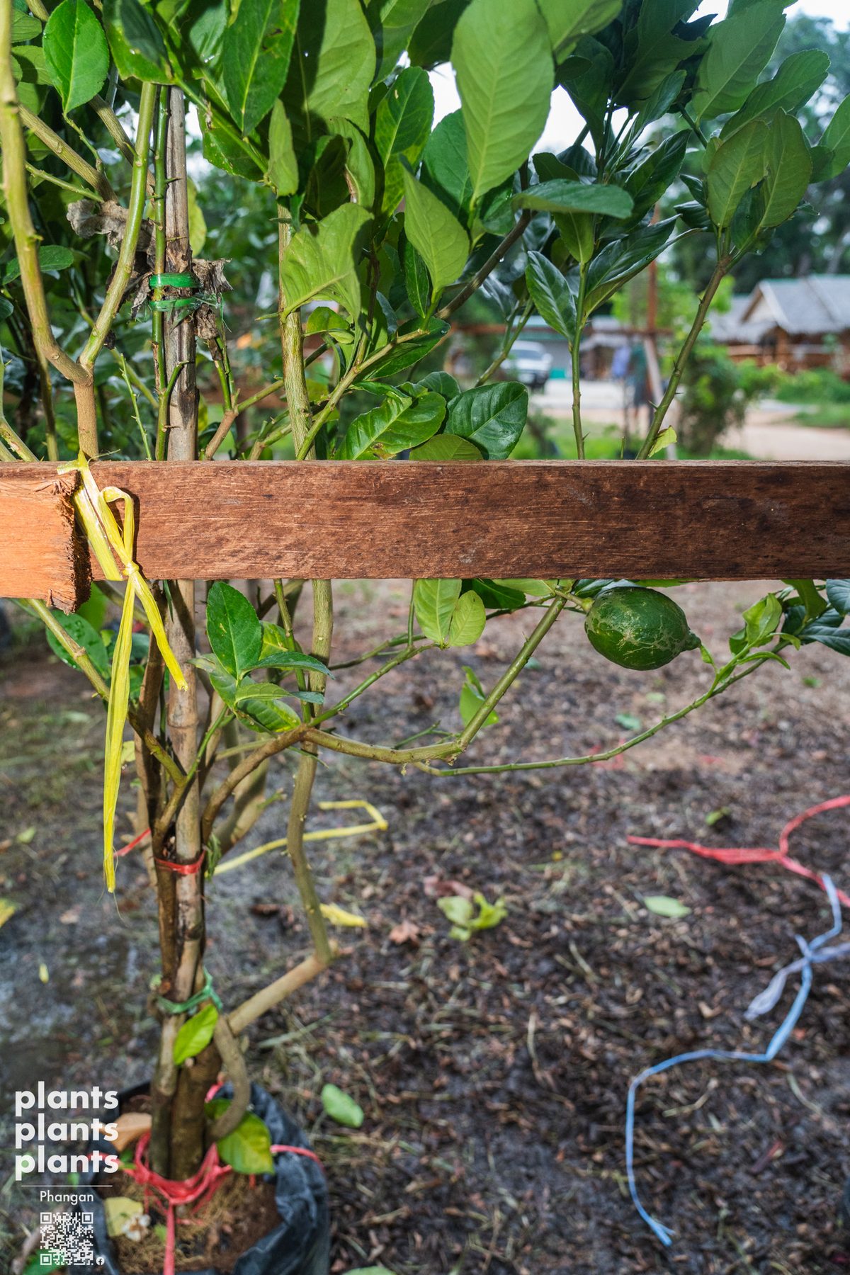 Lemon tree