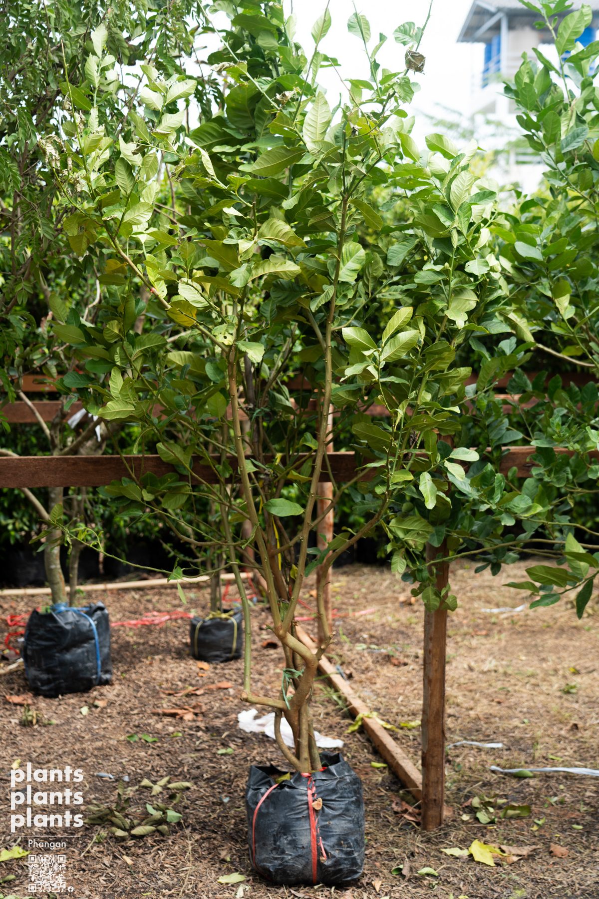 Lemon tree