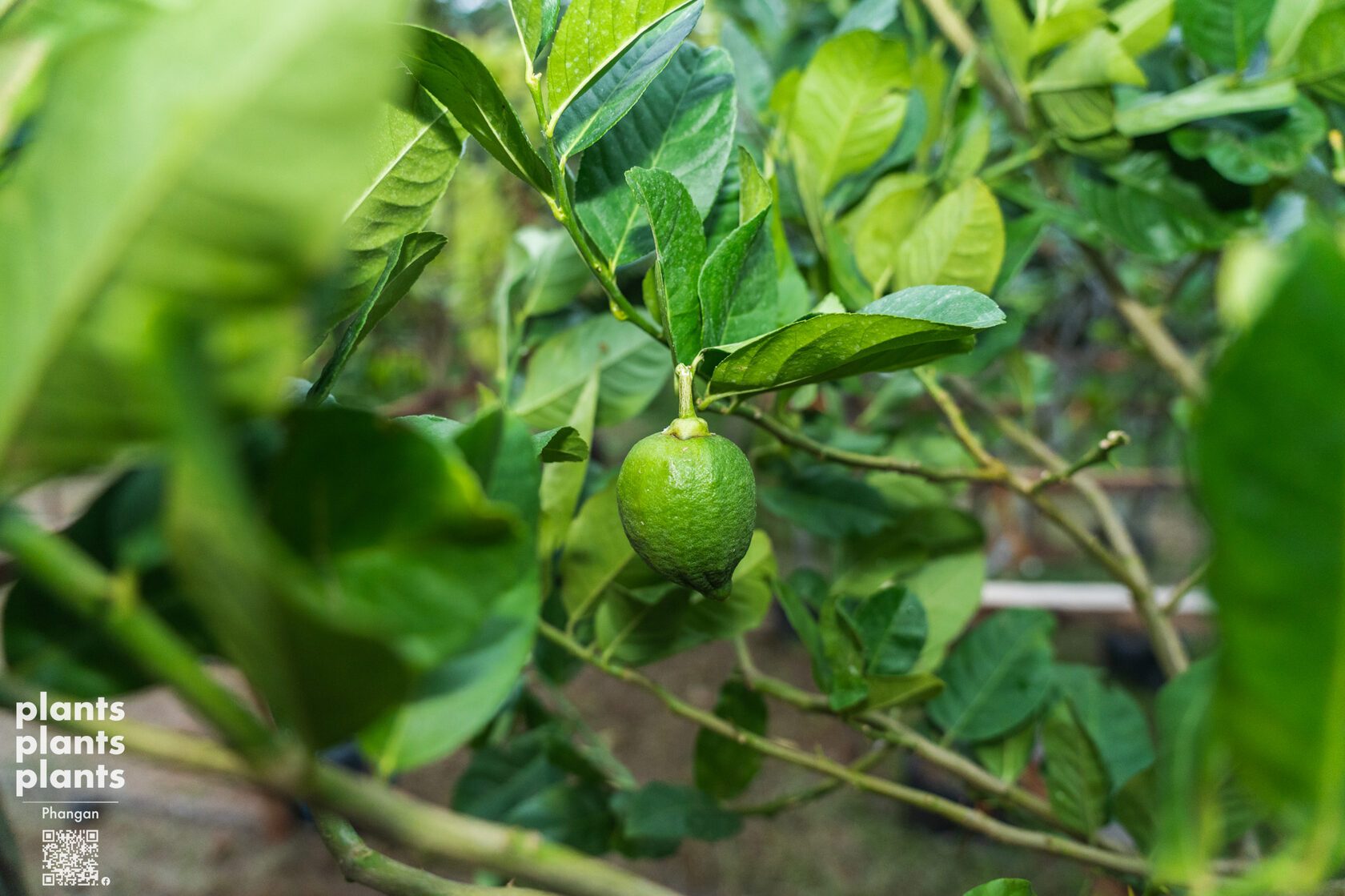 Lemon tree