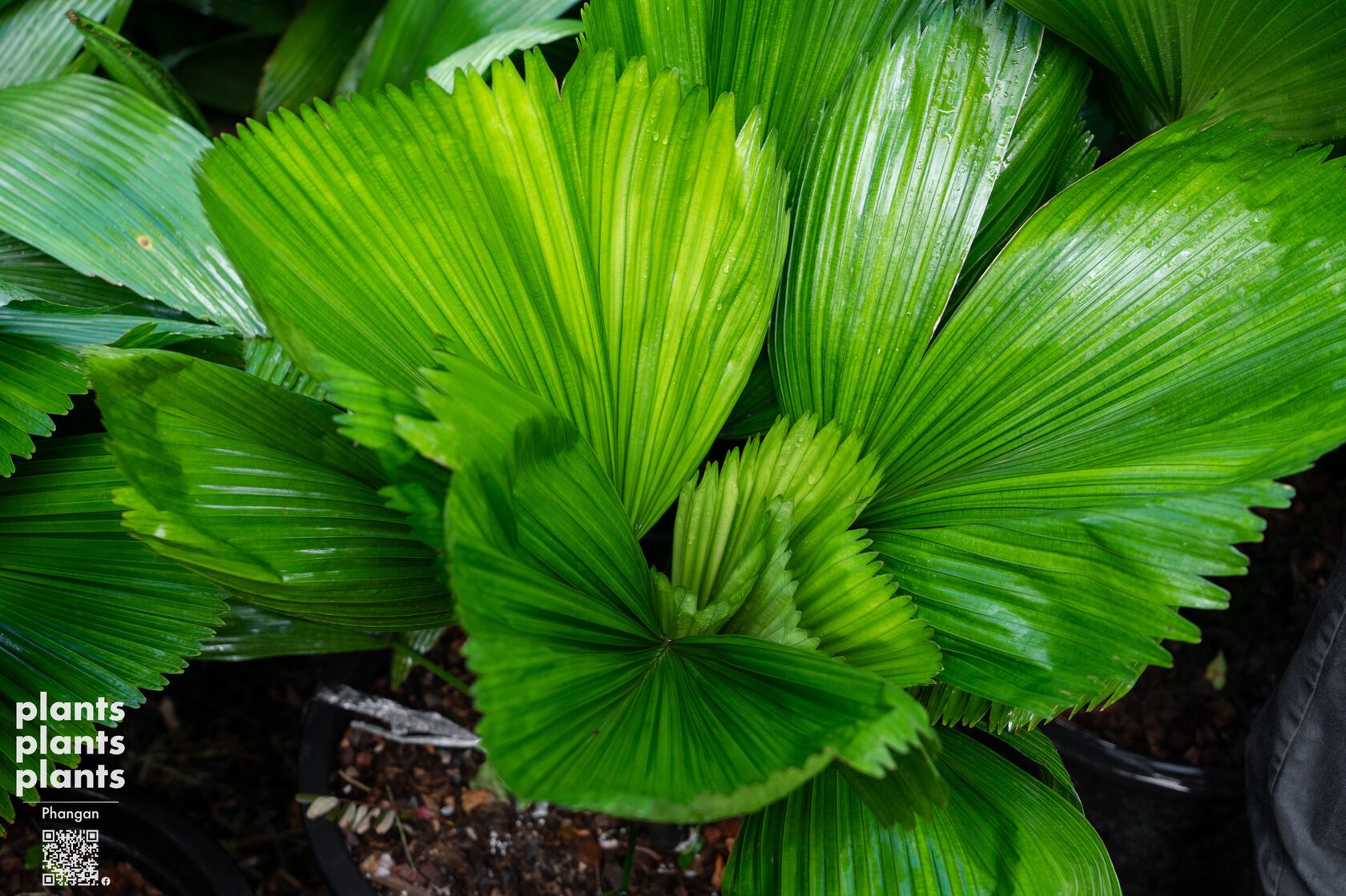 Licuala Cordata