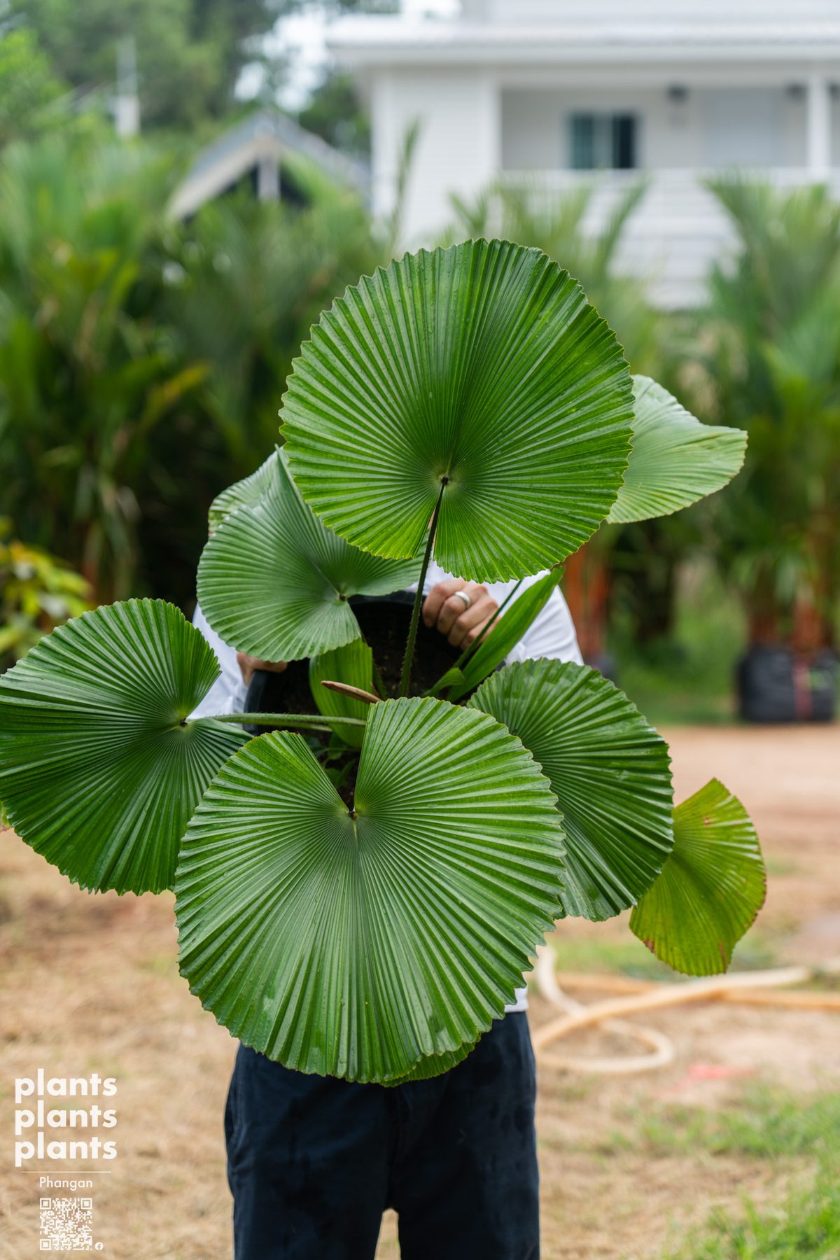 Licuala Cordata