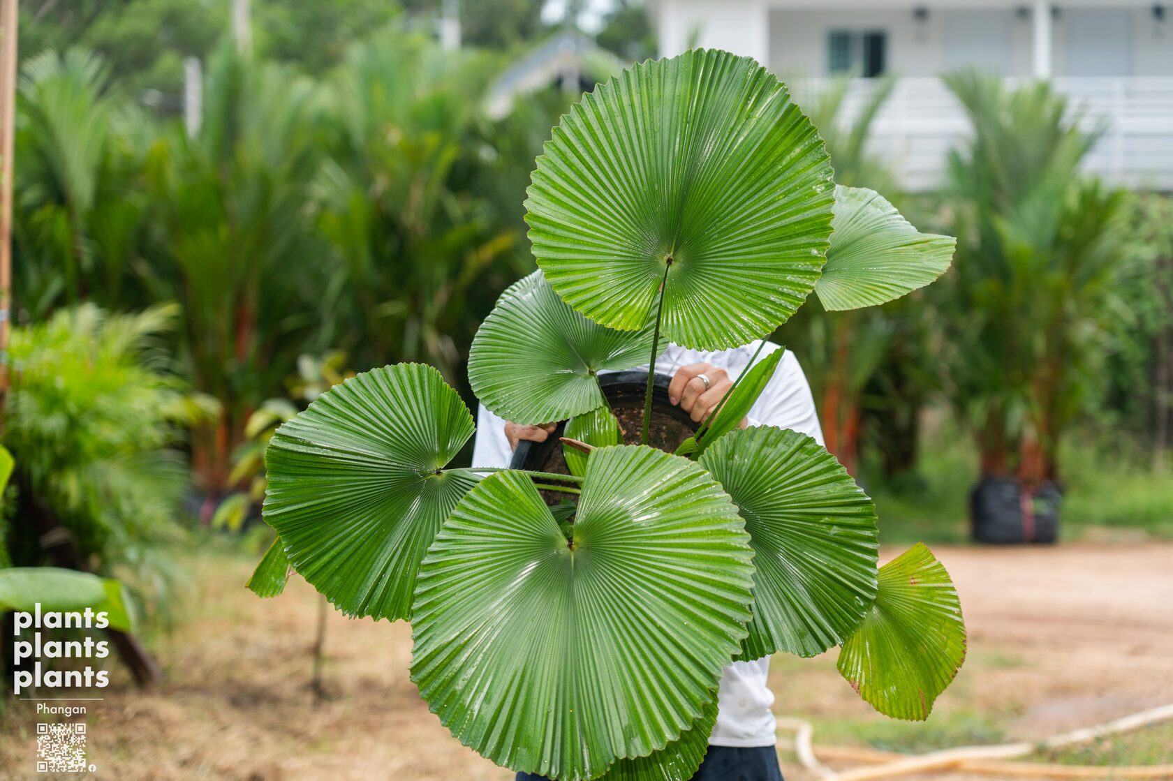 Licuala Cordata