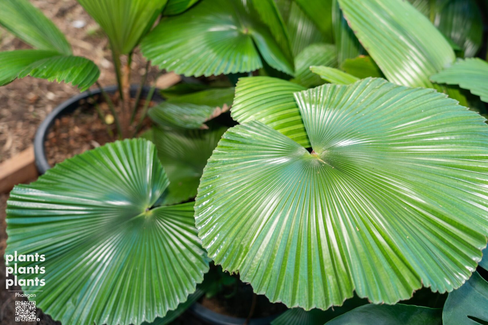 Licuala Cordata
