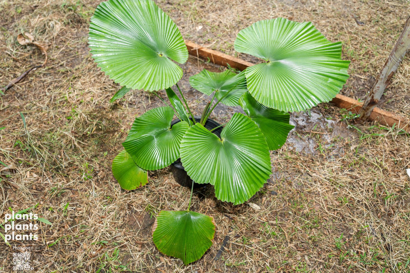 Licuala Cordata
