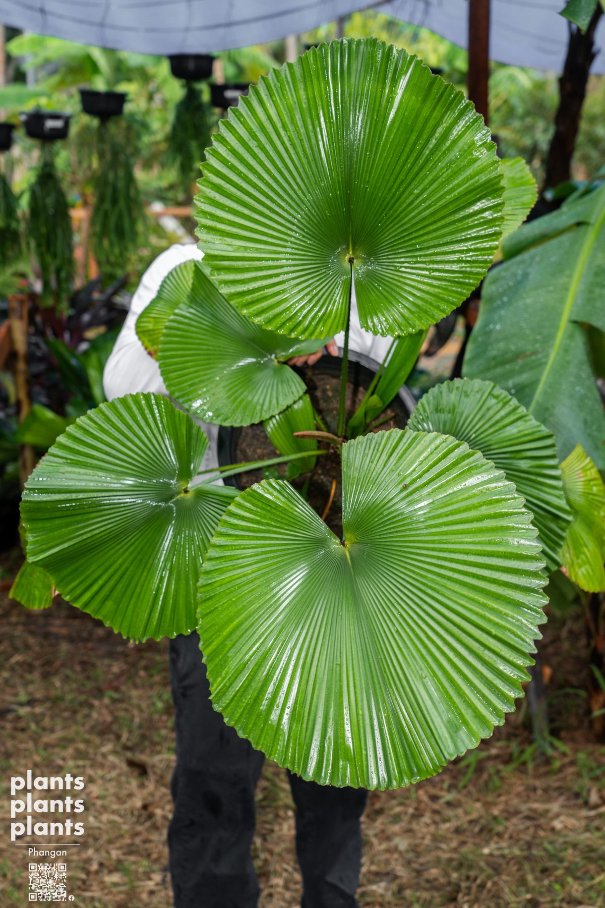 Licuala Cordata