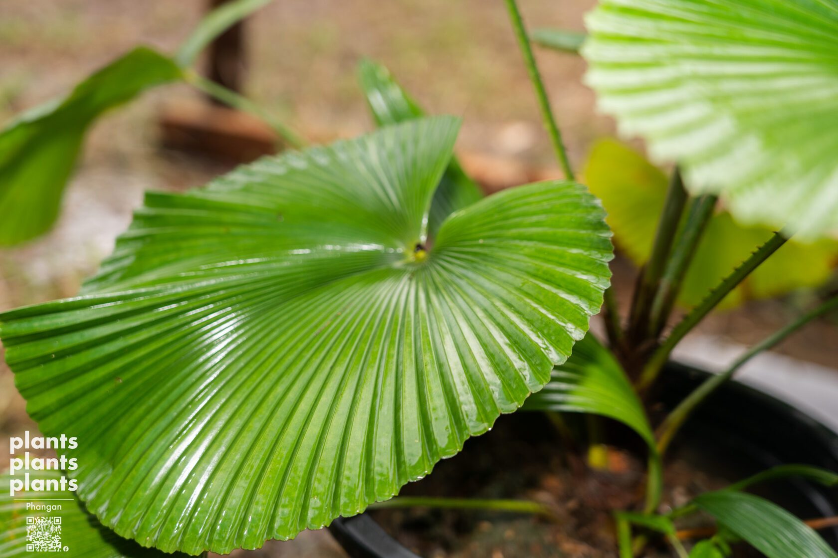 Licuala Cordata