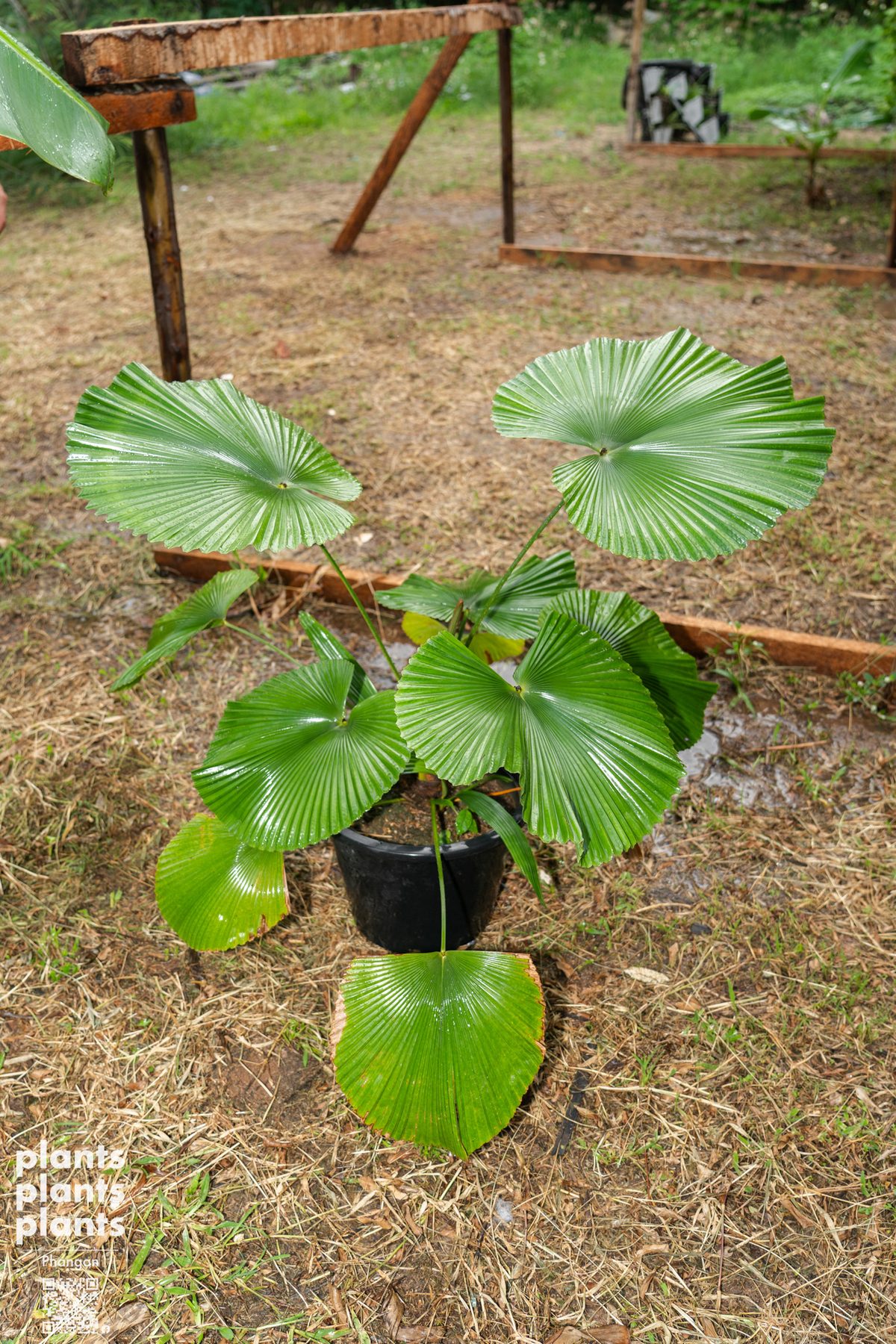 Licuala Cordata