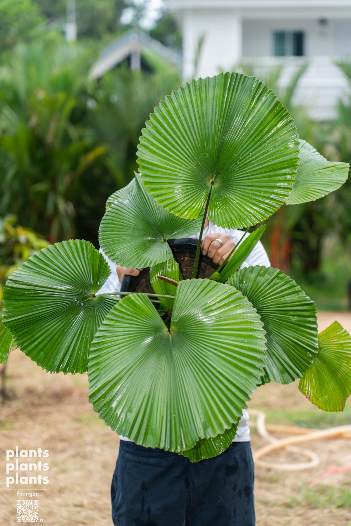 Licuala Cordata