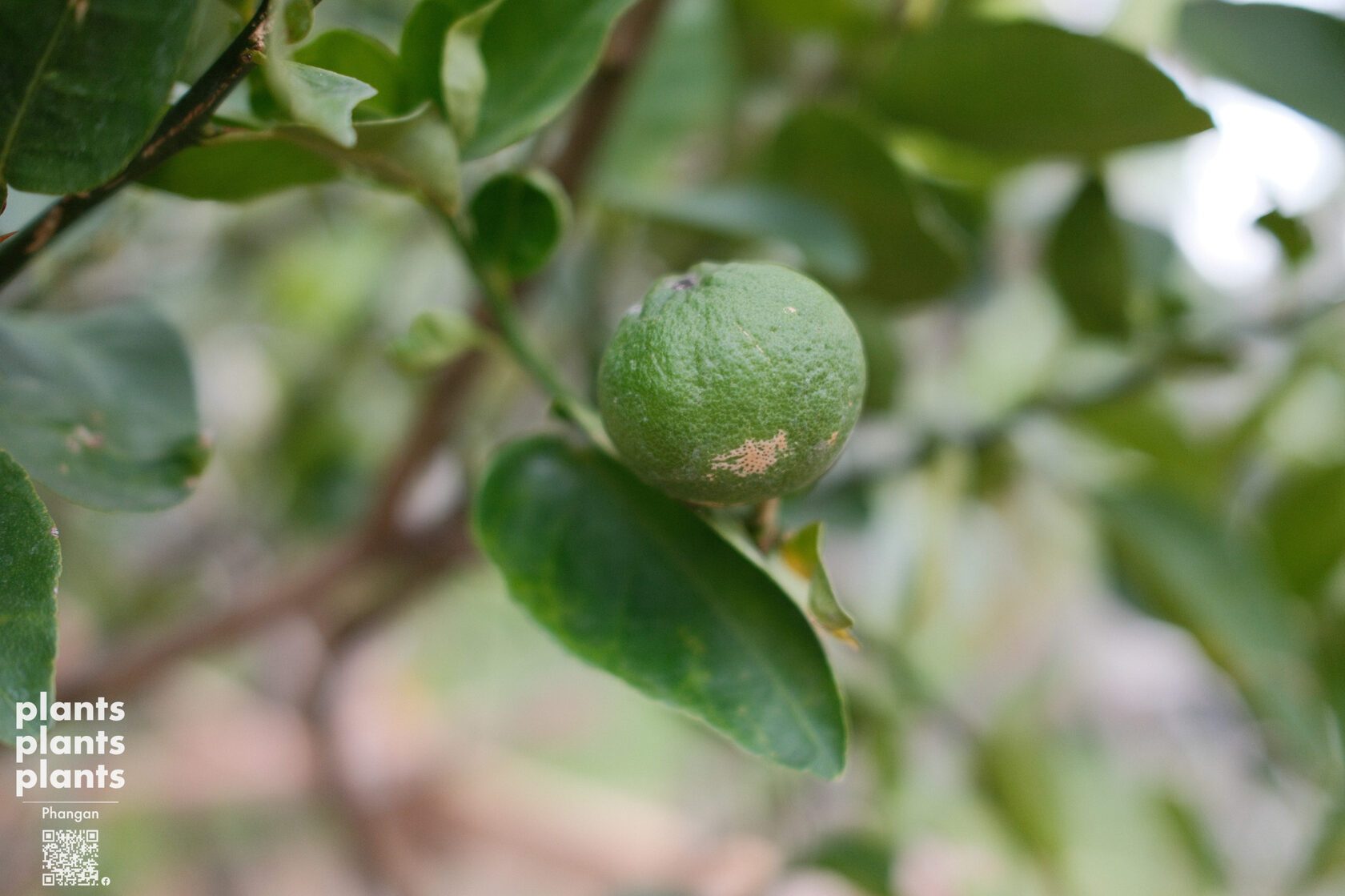 Lime