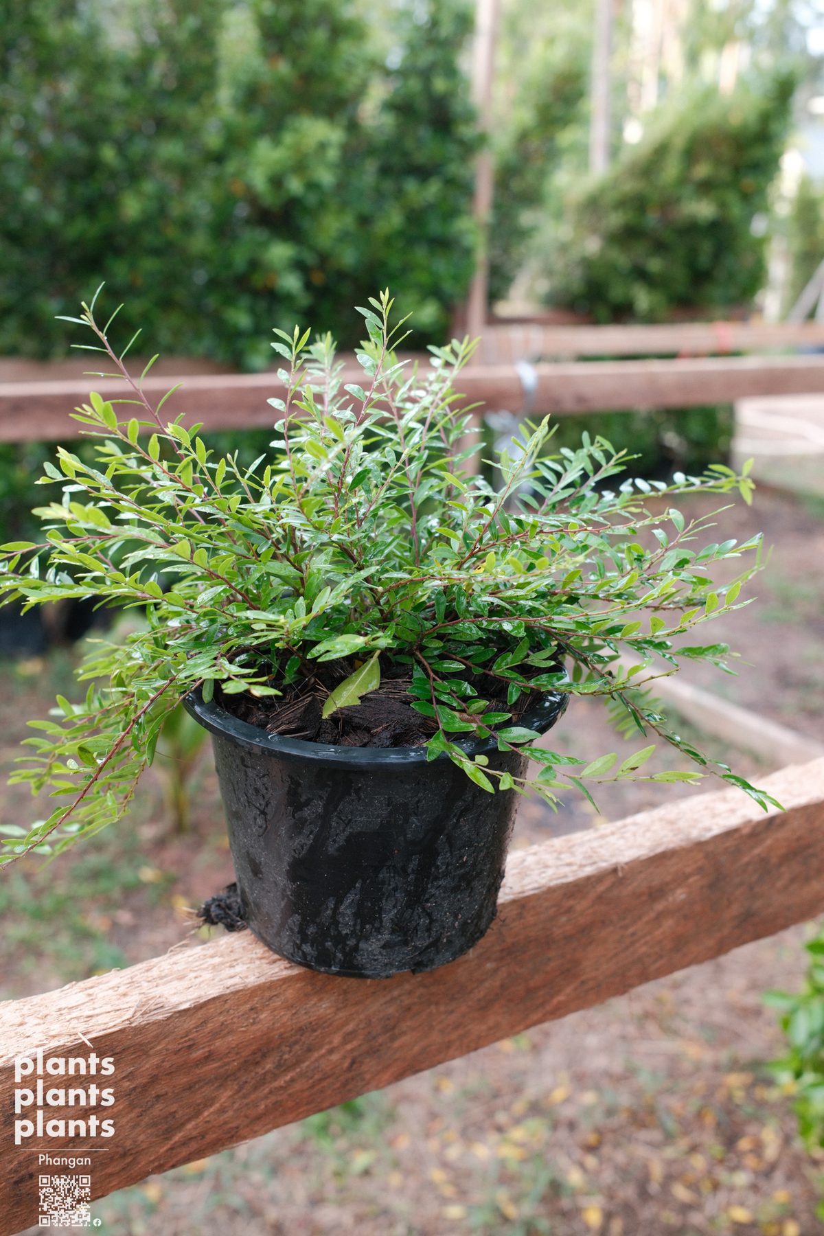 Liu leaves (Phyllanthus myrtifolius)