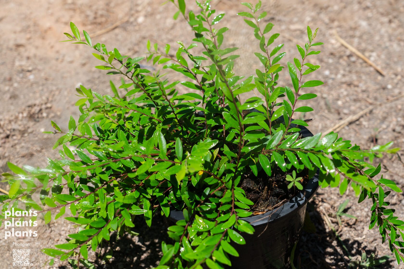 Liu leaves (Phyllanthus myrtifolius)