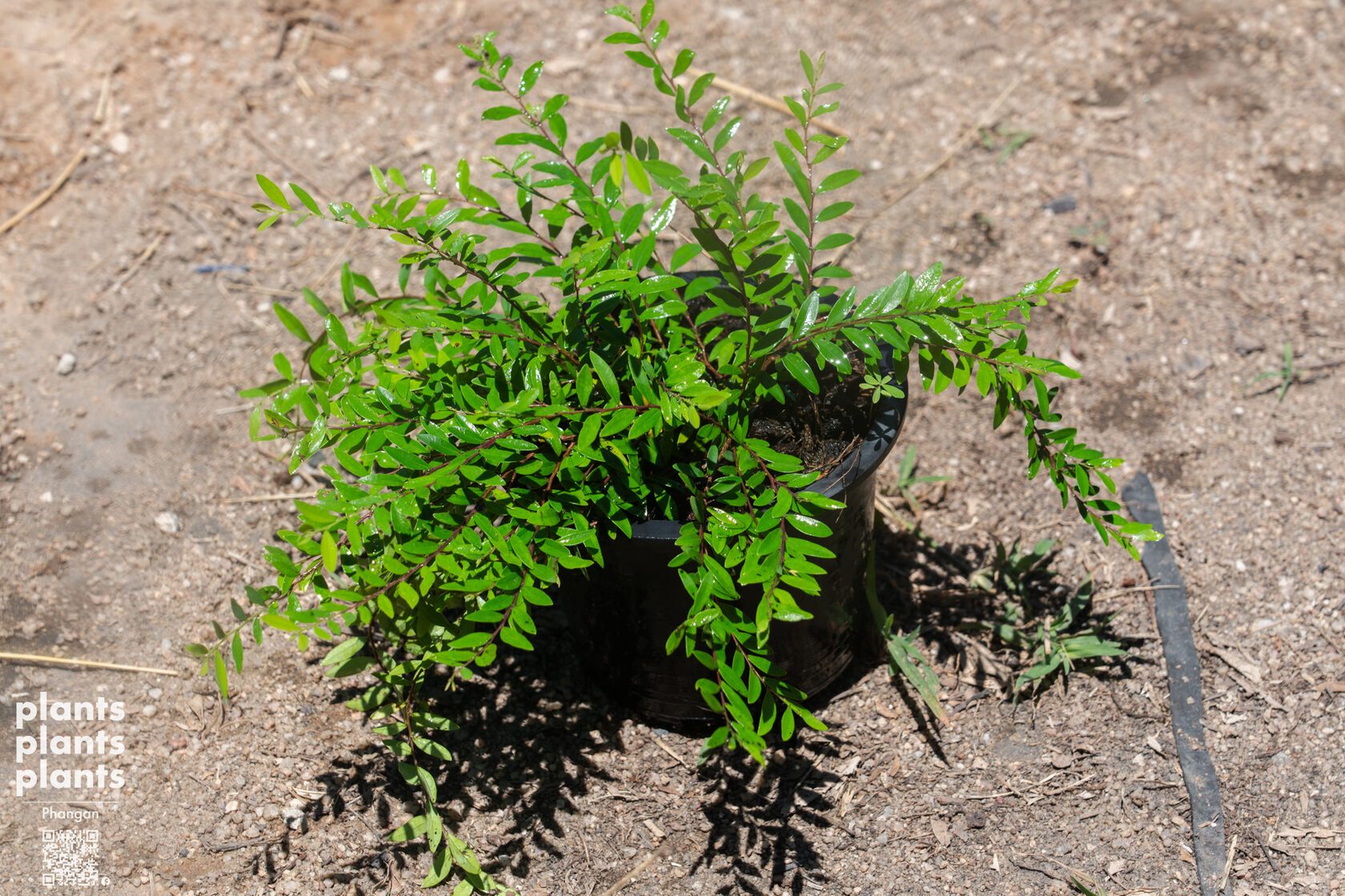 Liu leaves (Phyllanthus myrtifolius)