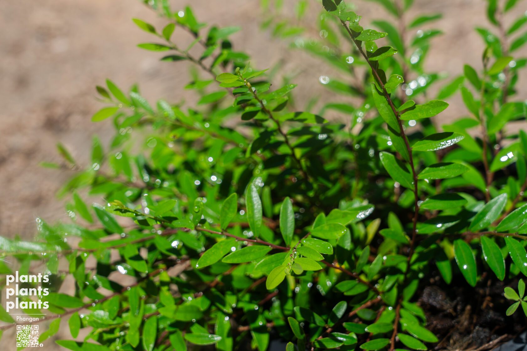 Liu leaves (Phyllanthus myrtifolius)