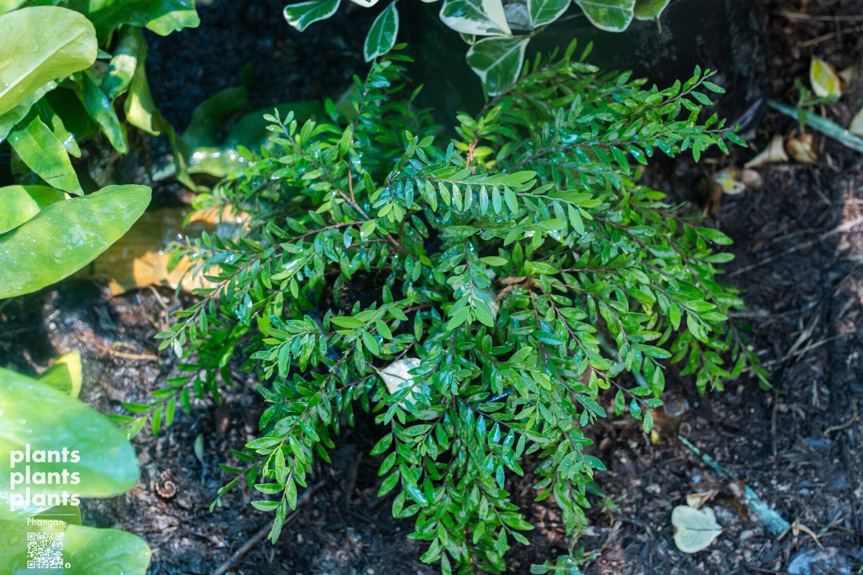 Liu leaves (Phyllanthus myrtifolius)