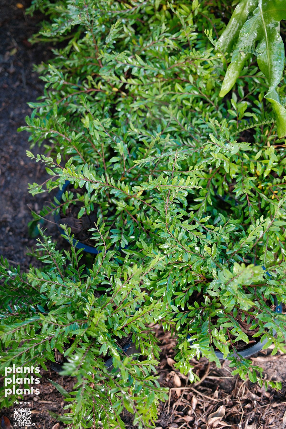 Liu leaves (Phyllanthus myrtifolius)