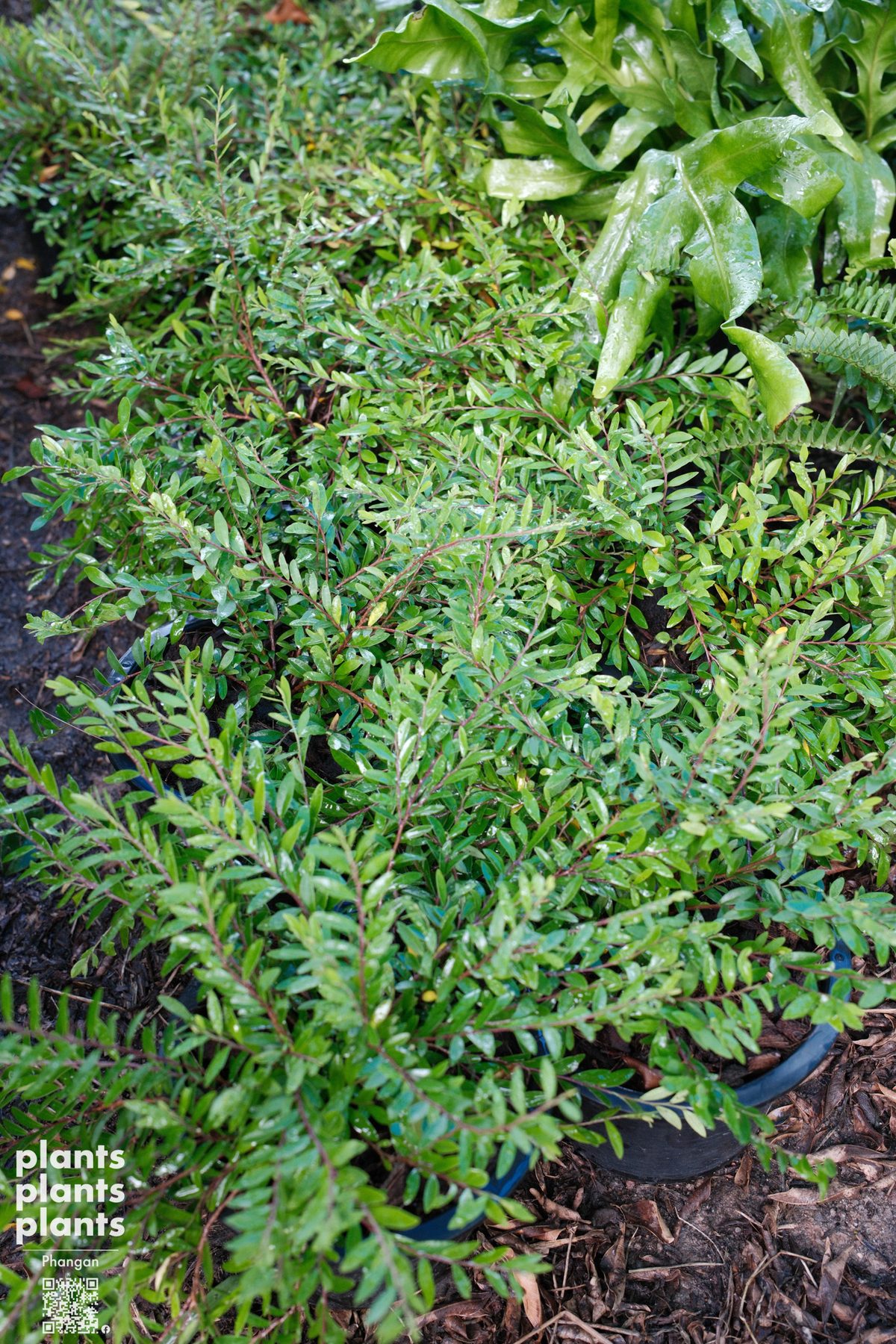 Liu leaves (Phyllanthus myrtifolius)