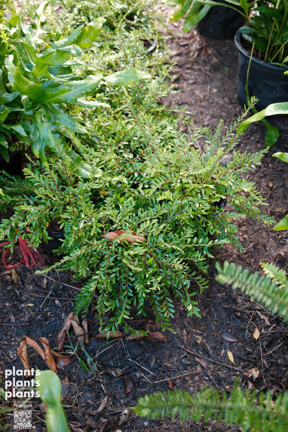 Liu leaves (Phyllanthus myrtifolius)
