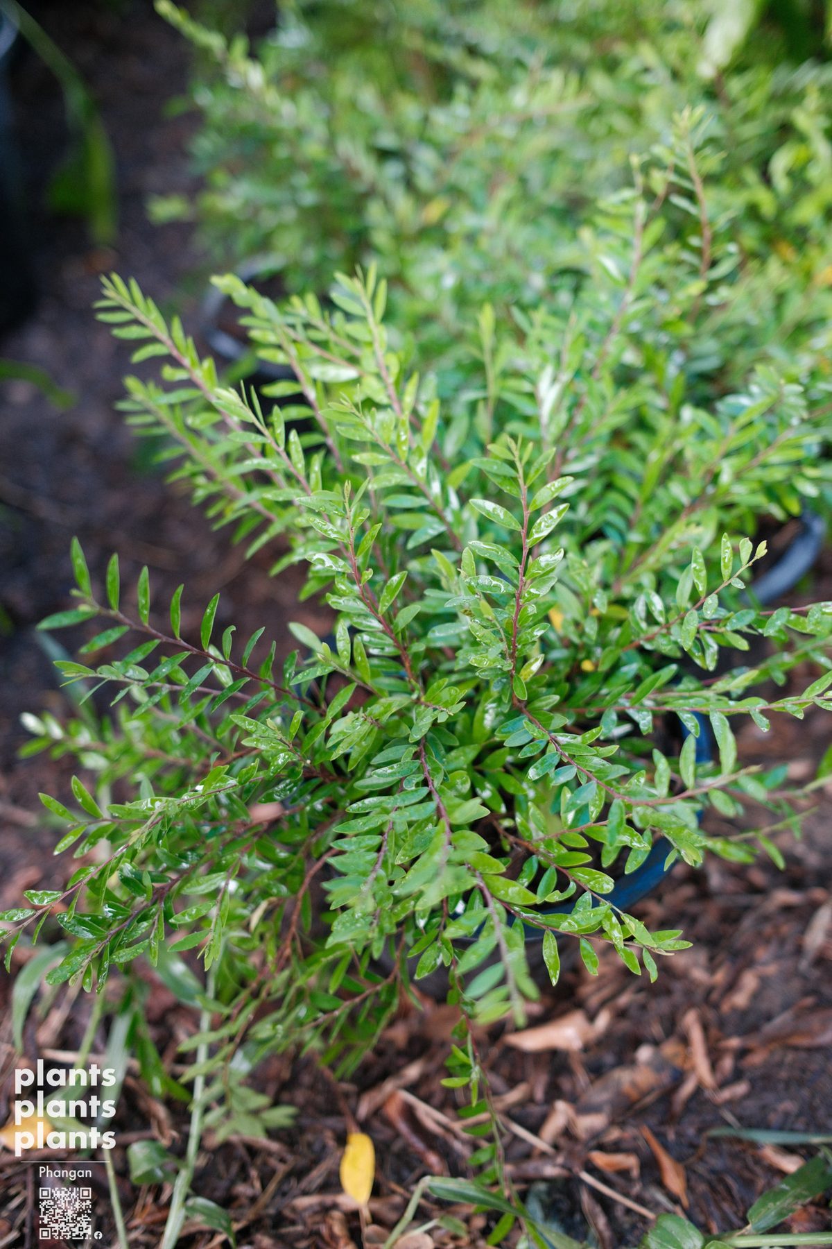 Liu leaves (Phyllanthus myrtifolius)